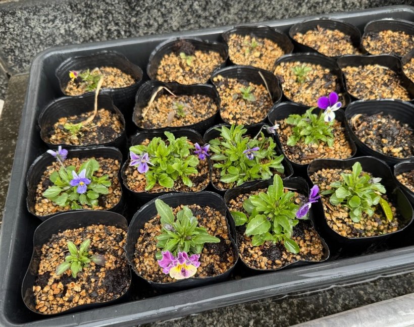 紫の花を咲かせている